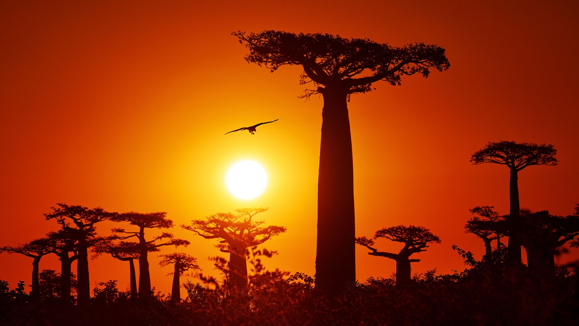Baobab-Tree-Sunset-JBM