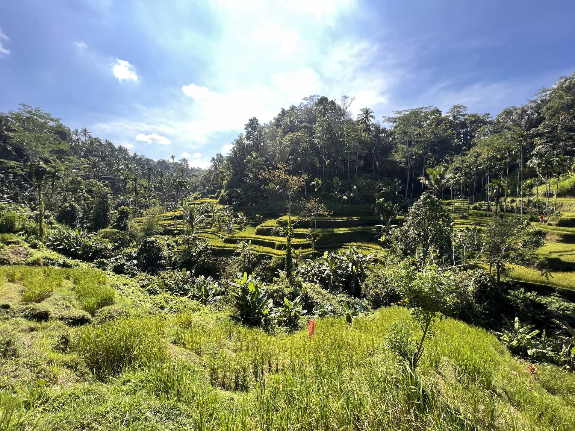 JBM Bali Rice Fields 2